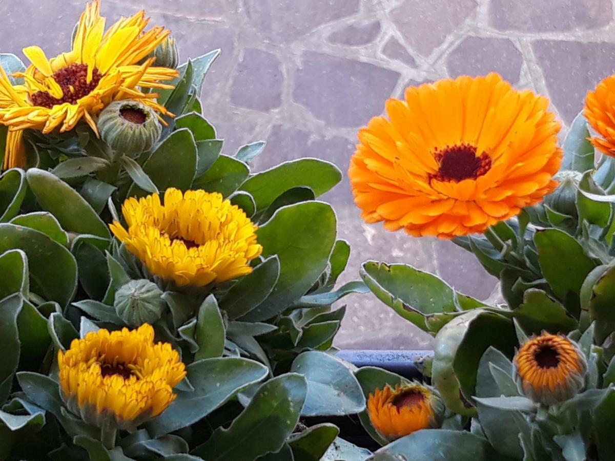 Flowery House Διαμέρισμα Ρώμη Εξωτερικό φωτογραφία