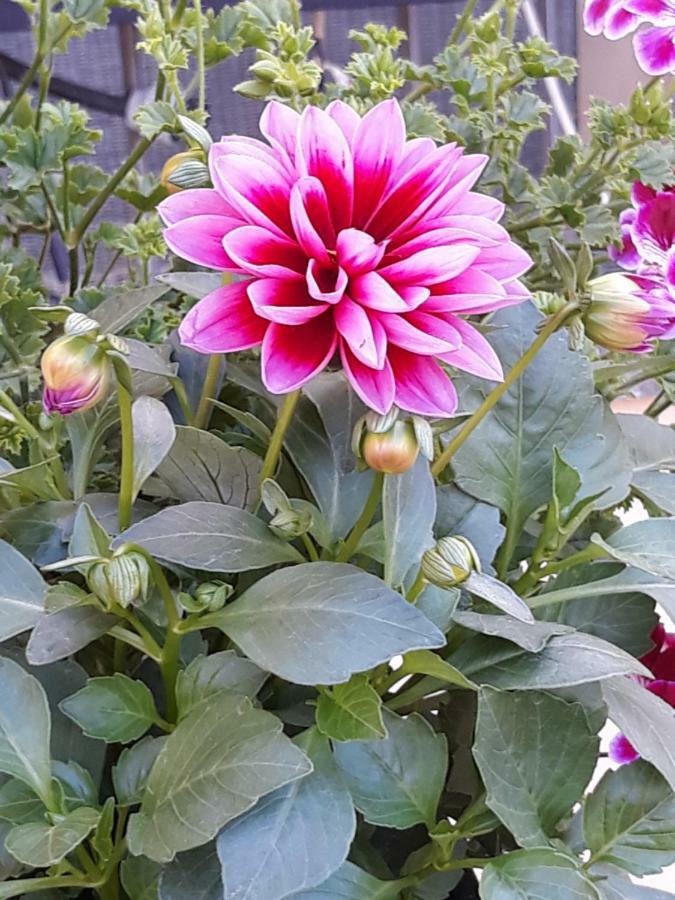 Flowery House Διαμέρισμα Ρώμη Εξωτερικό φωτογραφία